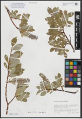 Foto von Salix arctica Pall.